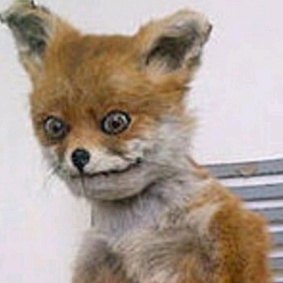 Meet your Posher, Veronica - Picture 1 of 1